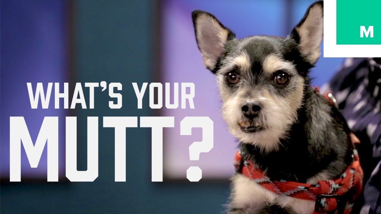 Frankentooth Babywolf’s Shocking Doggy DNA - What's Your Mutt?