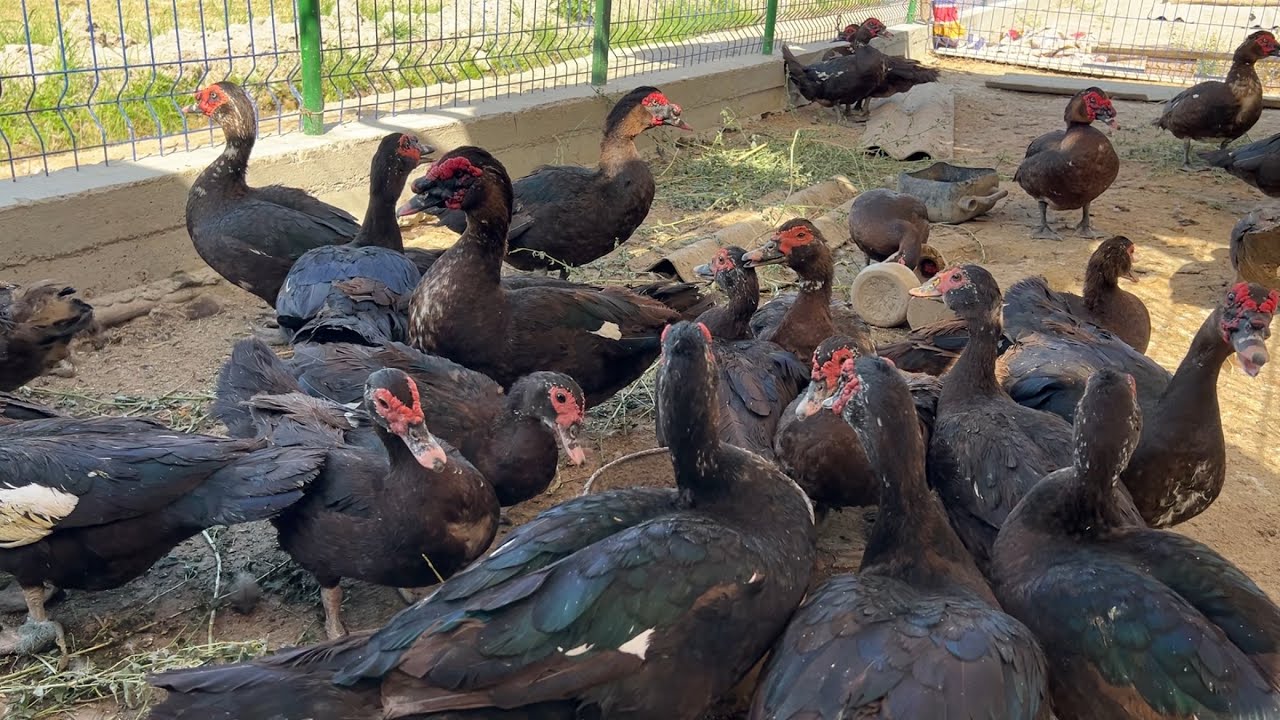 +99894.272.24.55 Indautka boqish haqida ajoyib faktlar