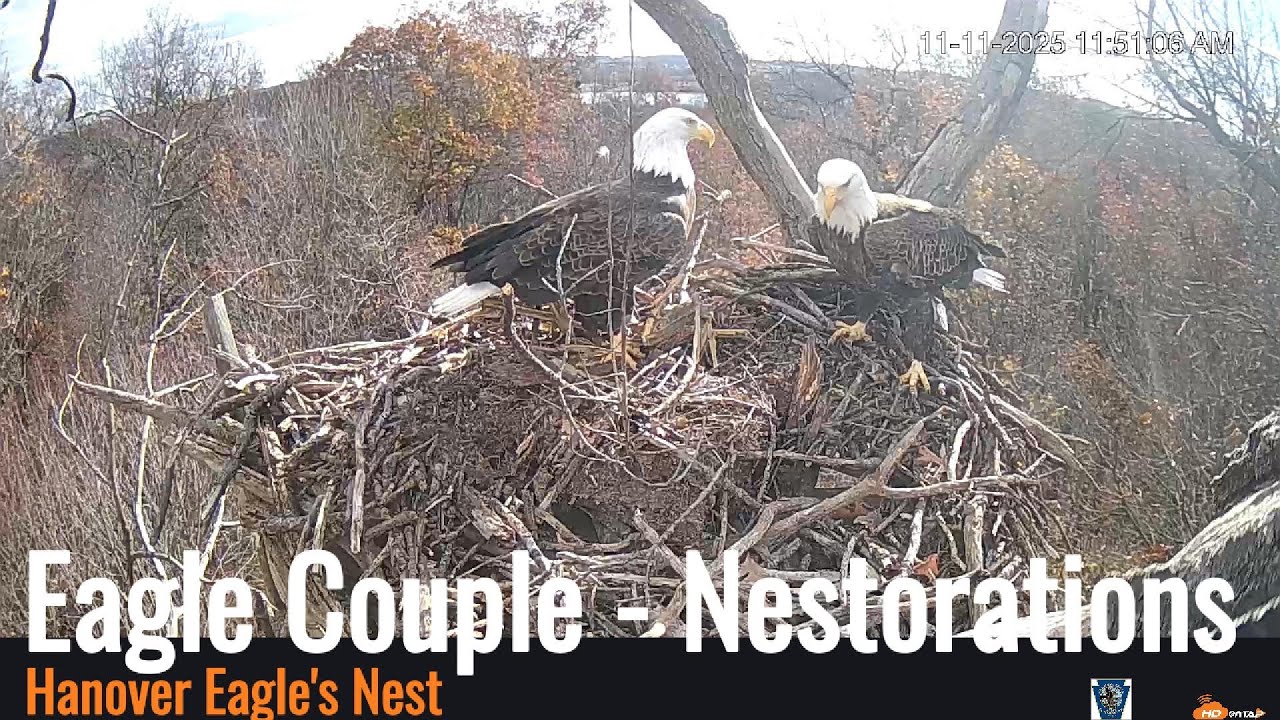 Hanover Eagle's Nest - Eagle Couple Perform Some Nestorations 11/11/25