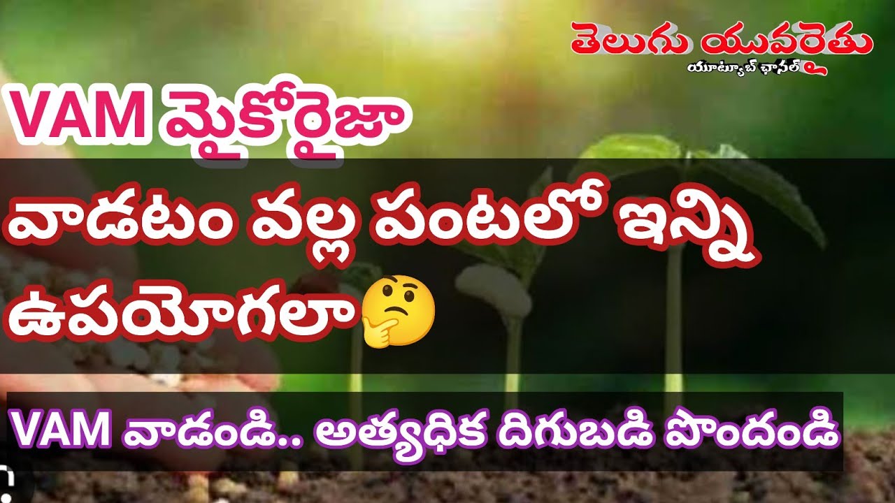 VAM మైకోరైజా వాడటం వల్ల ఉపయోగాలు? అధిక దిగుబడి పొందడానికి చక్కని పరిష్కారం #Vam #mycorrhizae #soil