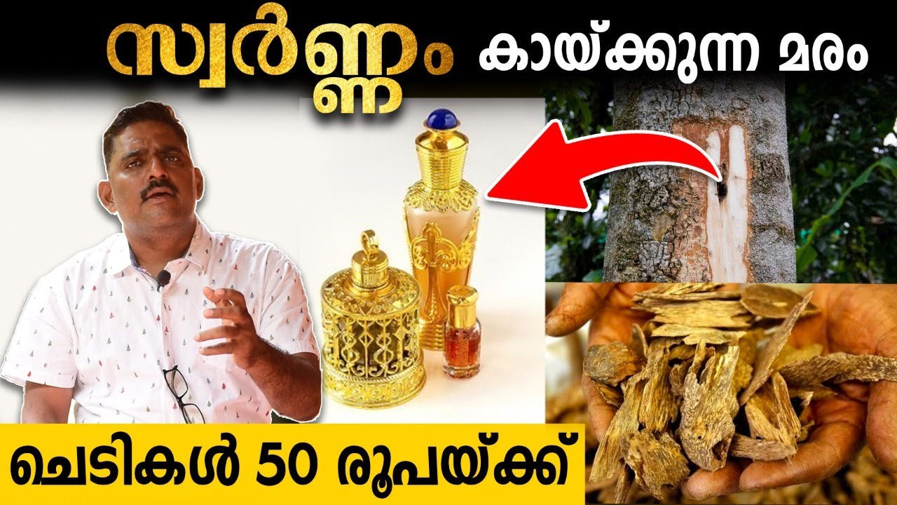 കുറഞ്ഞ മുതല്‍ മുടക്കില്‍ ഊദ്,ചന്ദനം വീട്ടില്‍ കൃഷി ചെയ്യാന്‍ ചെയ്യേണ്ട കാര്യങ്ങള്‍ | EXOTIC PLANTS