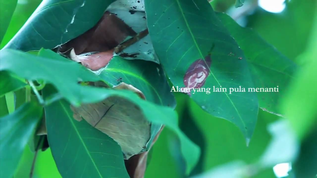 Hijjaz- Pelita Hidup