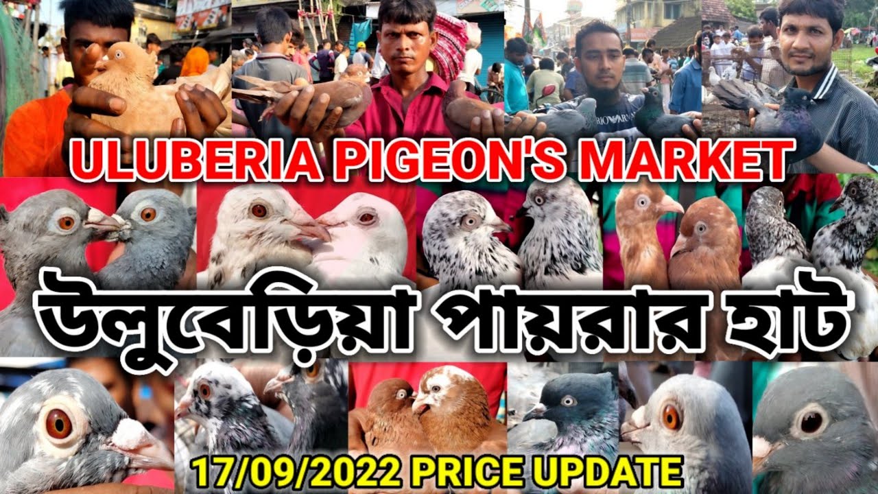 Recent Exotic Pigeon Market at Uluberia Price Update 17/09/2022 || Uluberia Pigeon Market | One Moon