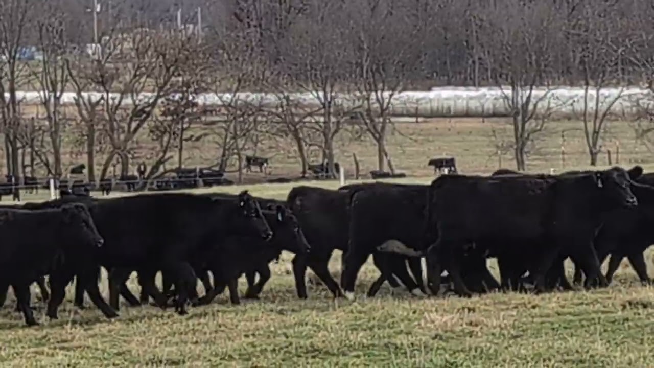 Simangus bred heifers 