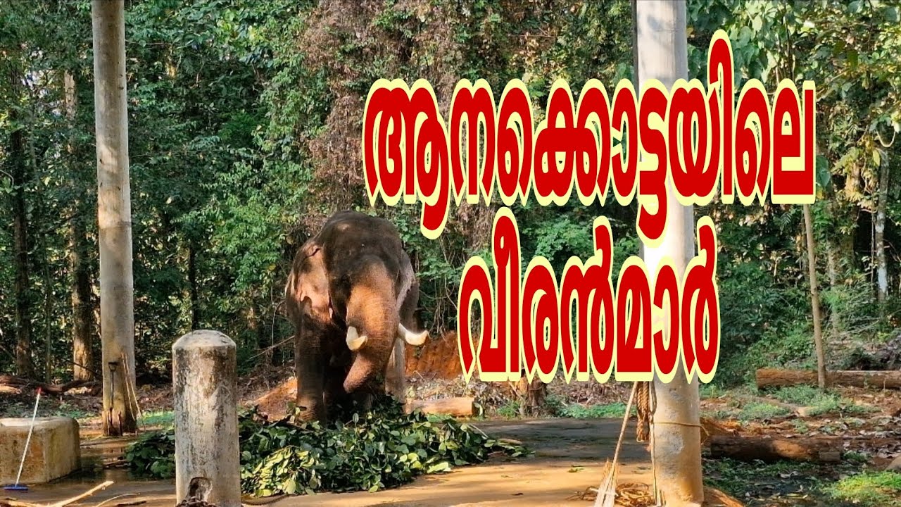 A Day with Giants! 🐘 Visiting Kodanad Elephant Camp, #kerala #india #viral #elephant #viralvideos 