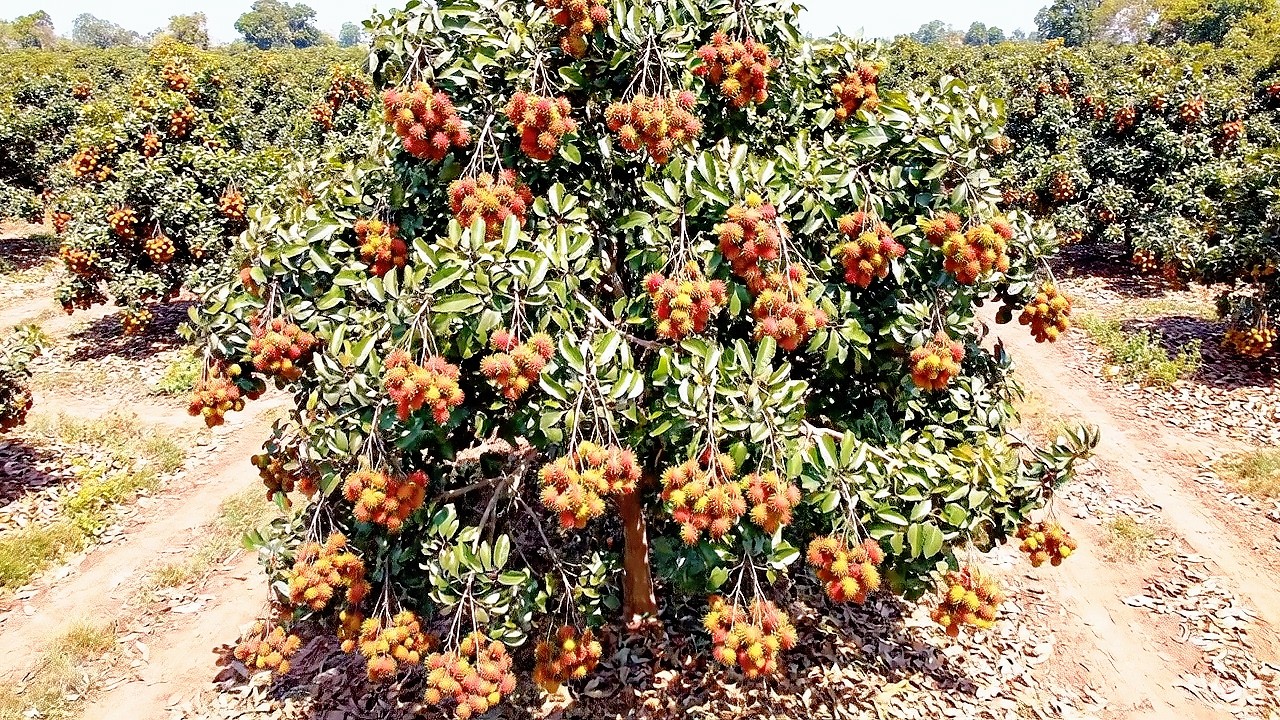 Тур по Самым Большим Садам Рамбутана в Мире в Таиланде | Деревенская Жизнь