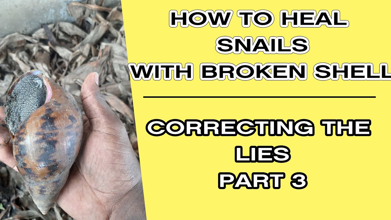 HOW TO HEAL YOUR INJURED SNAIL SHELL. CORRECTING THE LIES PART 3