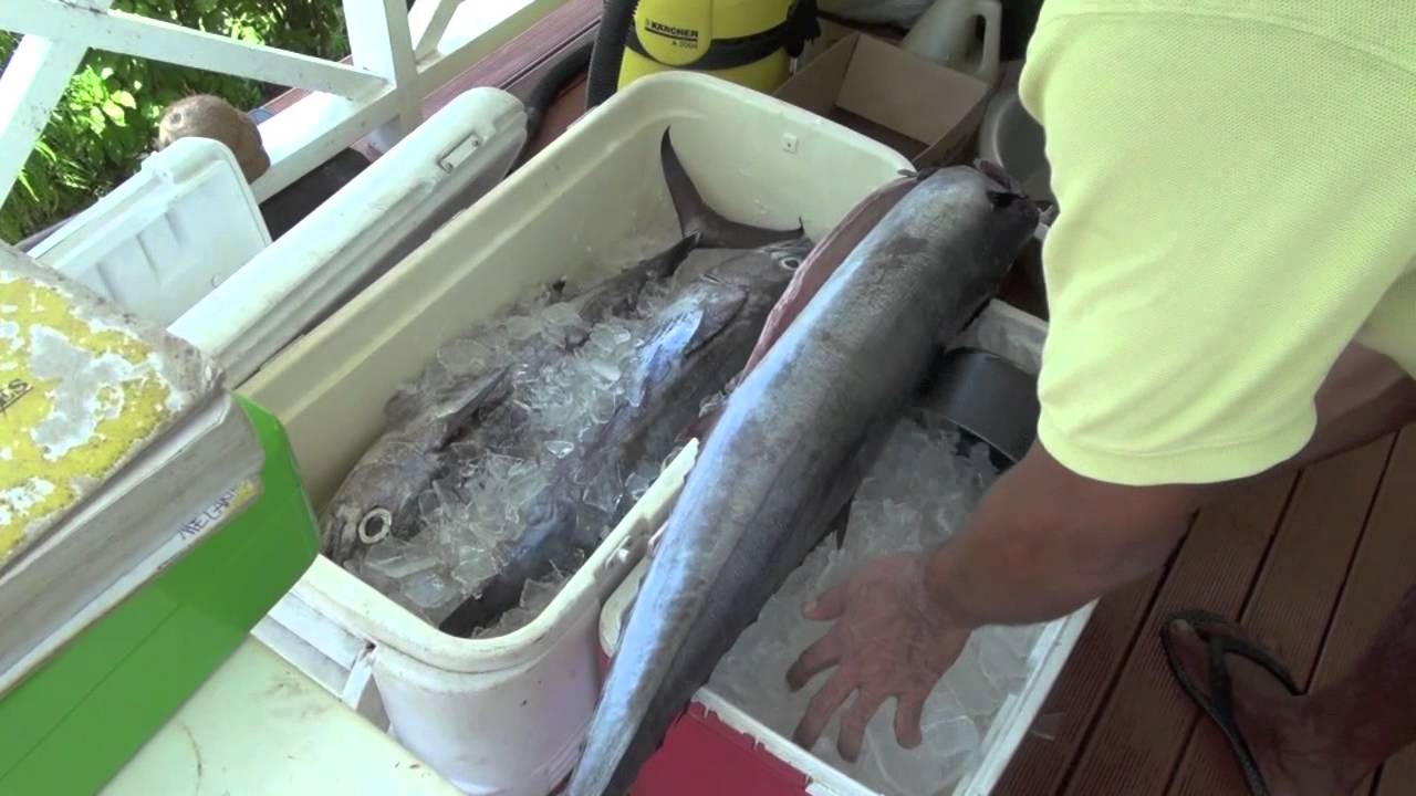 The Internet of Experiences:  Icing down the fish in Taveuni, Fiji