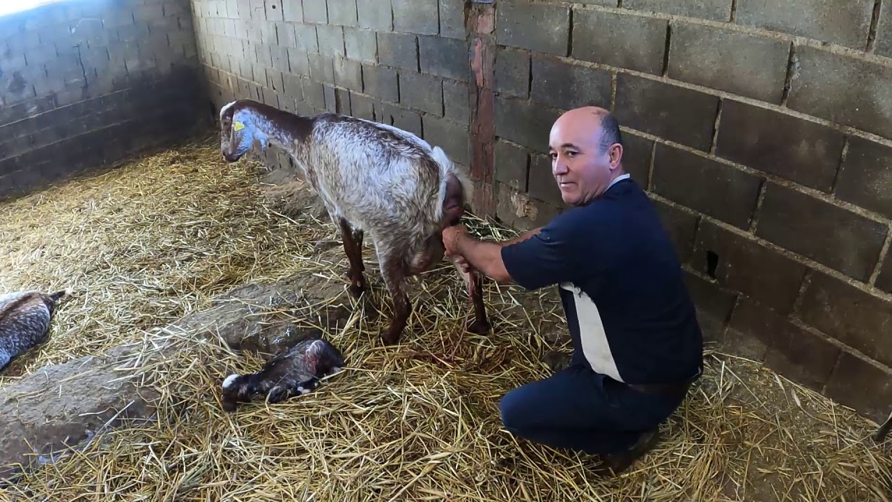 Parto de Una Cabra del Rancho Santa Margarita. Por Favor Suscríbete.