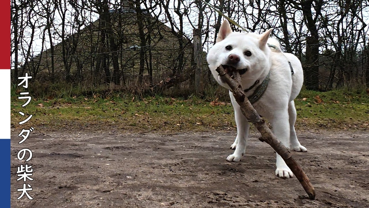 柴犬柿丸  ナポレオンゆかりのピラミッドと棒に夢中な柴犬｜オランダ散歩・環境音