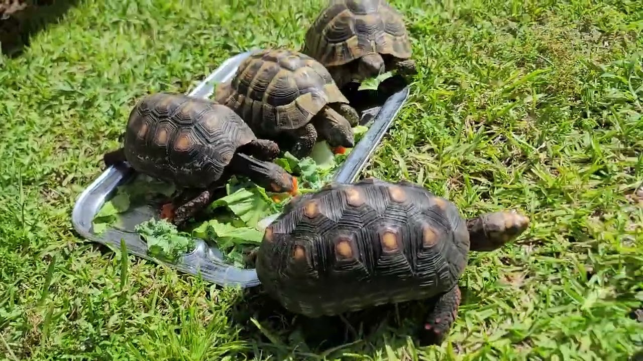 Tortoises 🐢 🐢 🐢 🐢 4T0801038