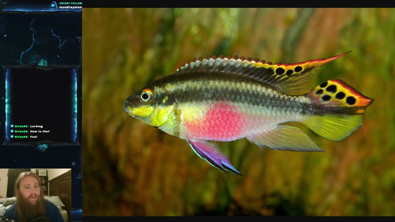 Fish Friday #152 - Kribensis Cichlid