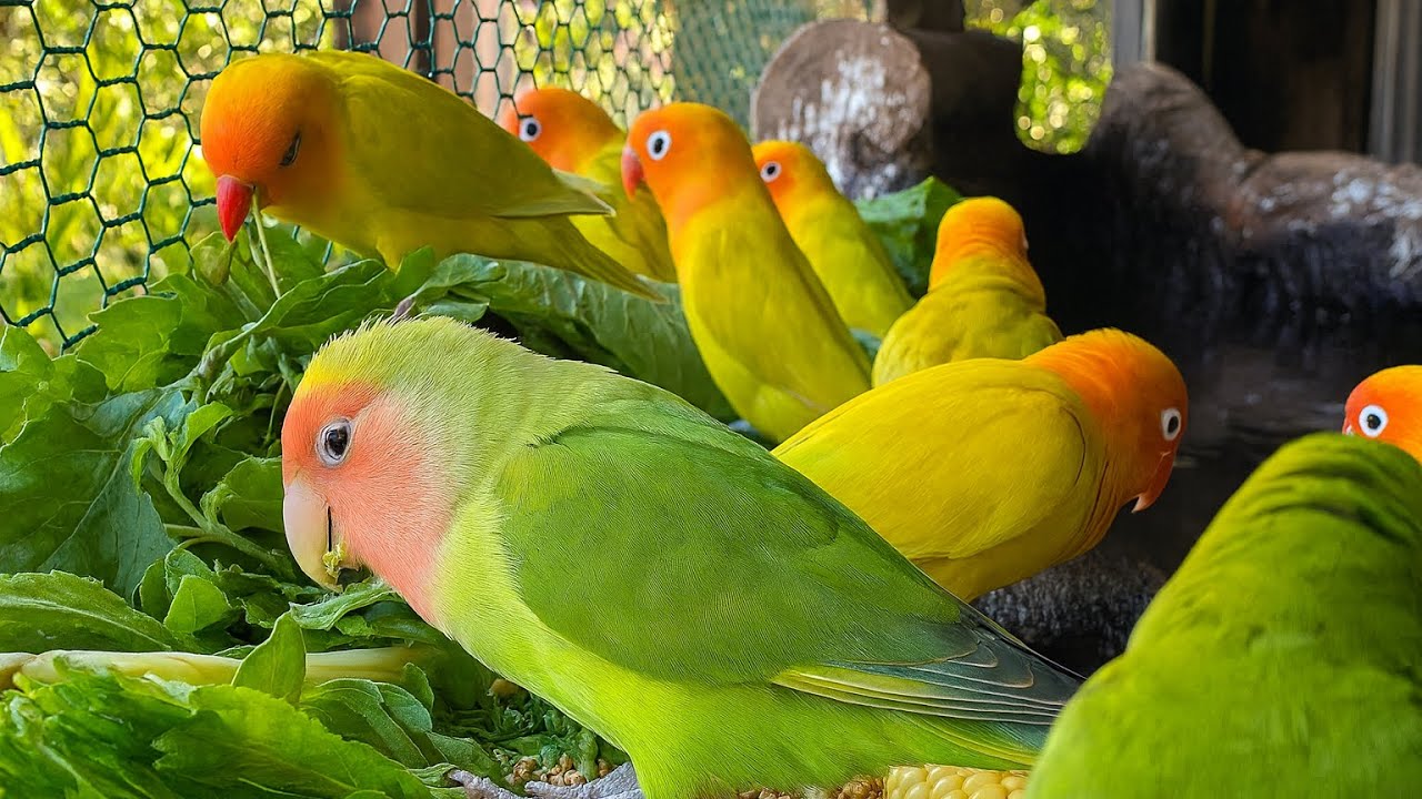Colourful Lovebirds Enjoy Fresh Green | Beautiful Parrots Feeding Time #parrot #lovebirds 