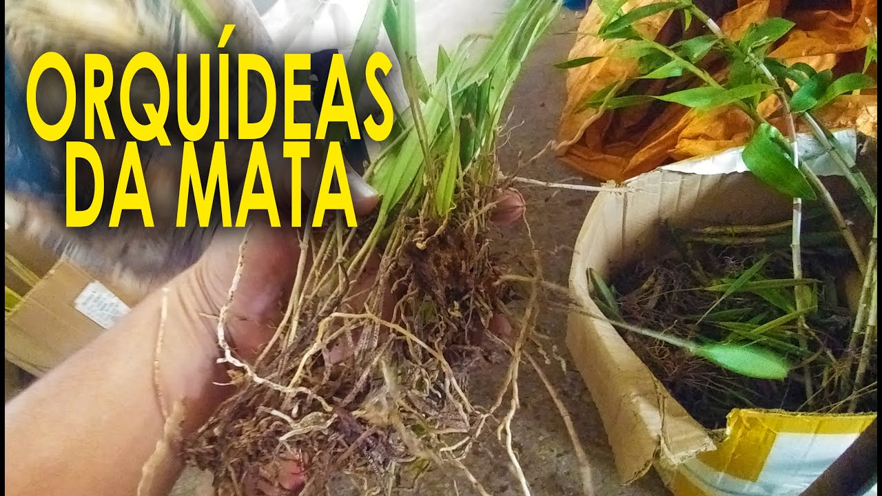 Orquídeas Tiradas da Mata, Não colabore com esse desmatamento