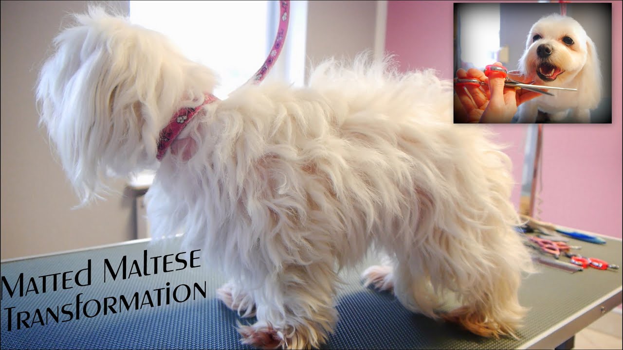 Matted Maltese hasn't been groomed for 6 months