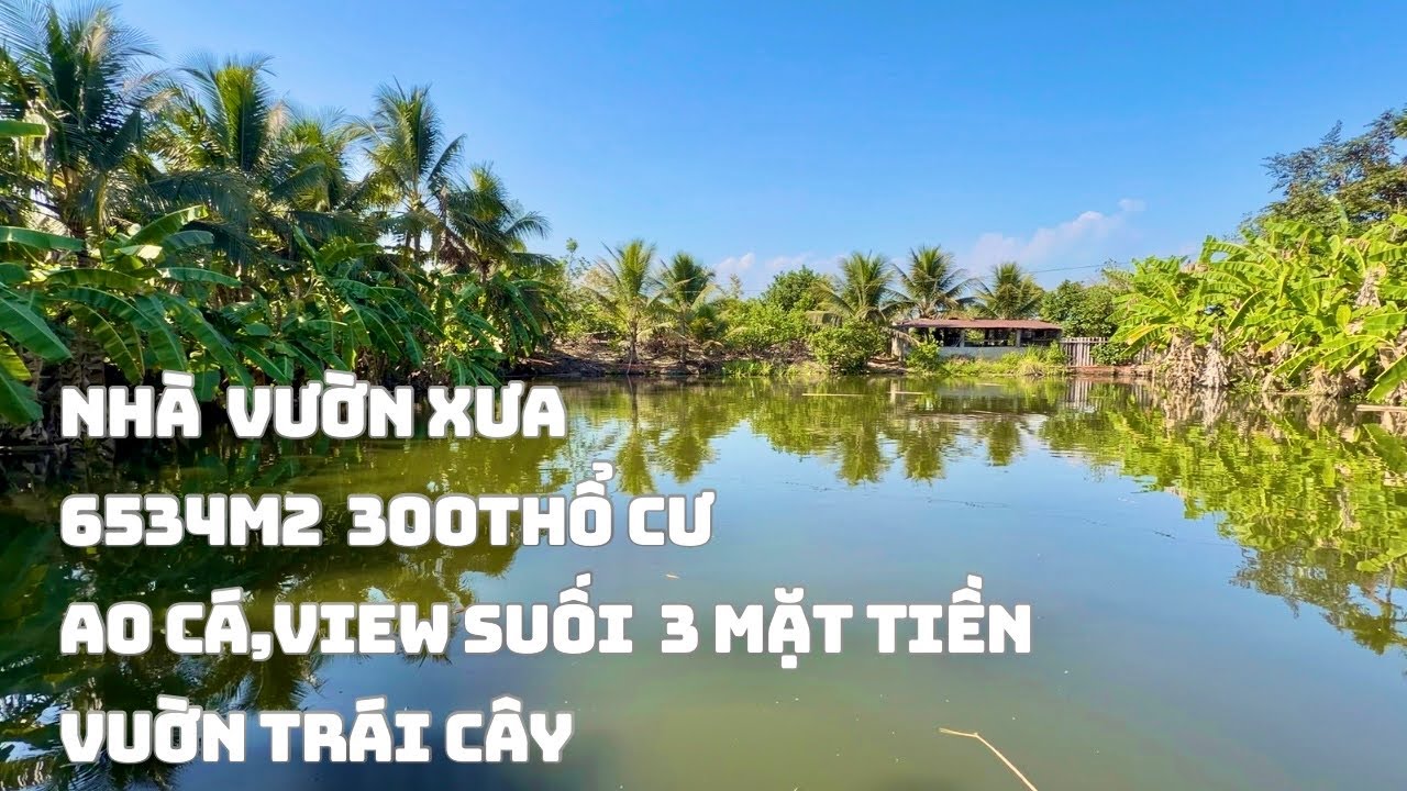 ☘️Nhà Gỗ Xưa Vườn Trái Cây Ao Cá 3 Mặt Tiền View Suối 300M2 thổ Cư 6.354m2 Mặt Tiền Cỡ 150Mét Mê Quá