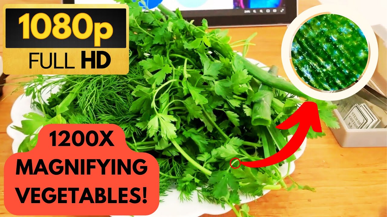 Exploring the Hidden World: Microscopic Wonders of Parsley and Other Vegetables!