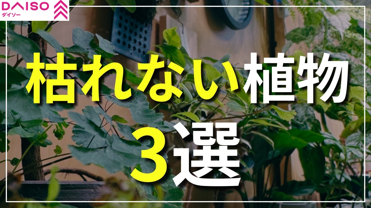 【初心者向け】 絶対失敗しない！100均観葉植物3選！| 育て方、飾り方も合わせて紹介