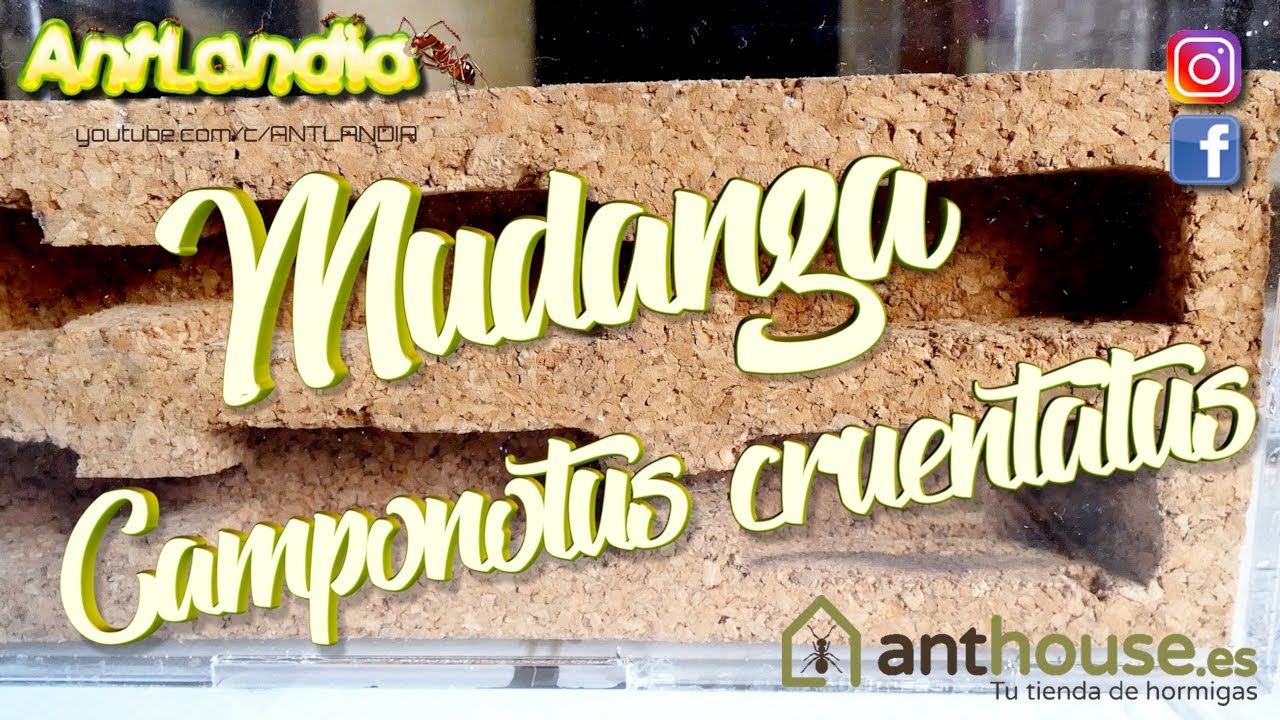 Mudanza Camponotus cruentatus y claves de  identificación. - AntLandia