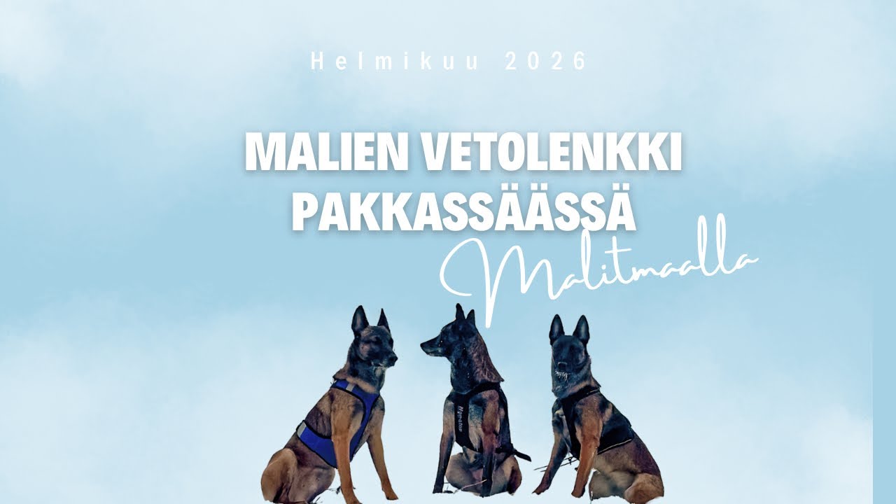 Harjoitellaan potkukelkkailua lisää koirien kanssa