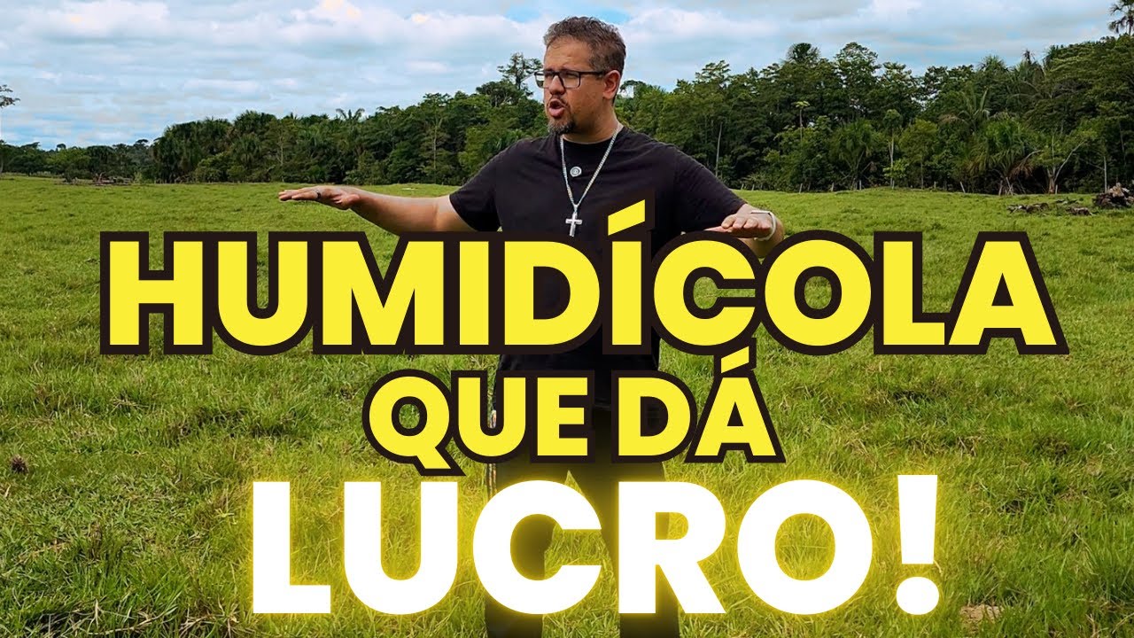Brachiaria Humidícola na Fazenda Uberaba