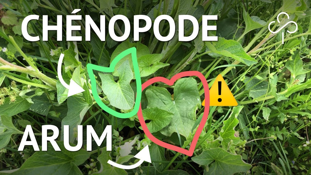 ARUM au milieu du CHÉNOPODE bon-Henri