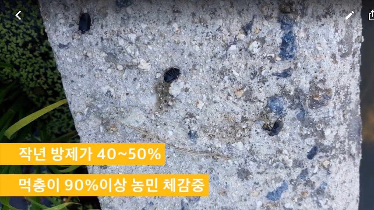 전남 먹노린재 발생현장(제품정보포함)