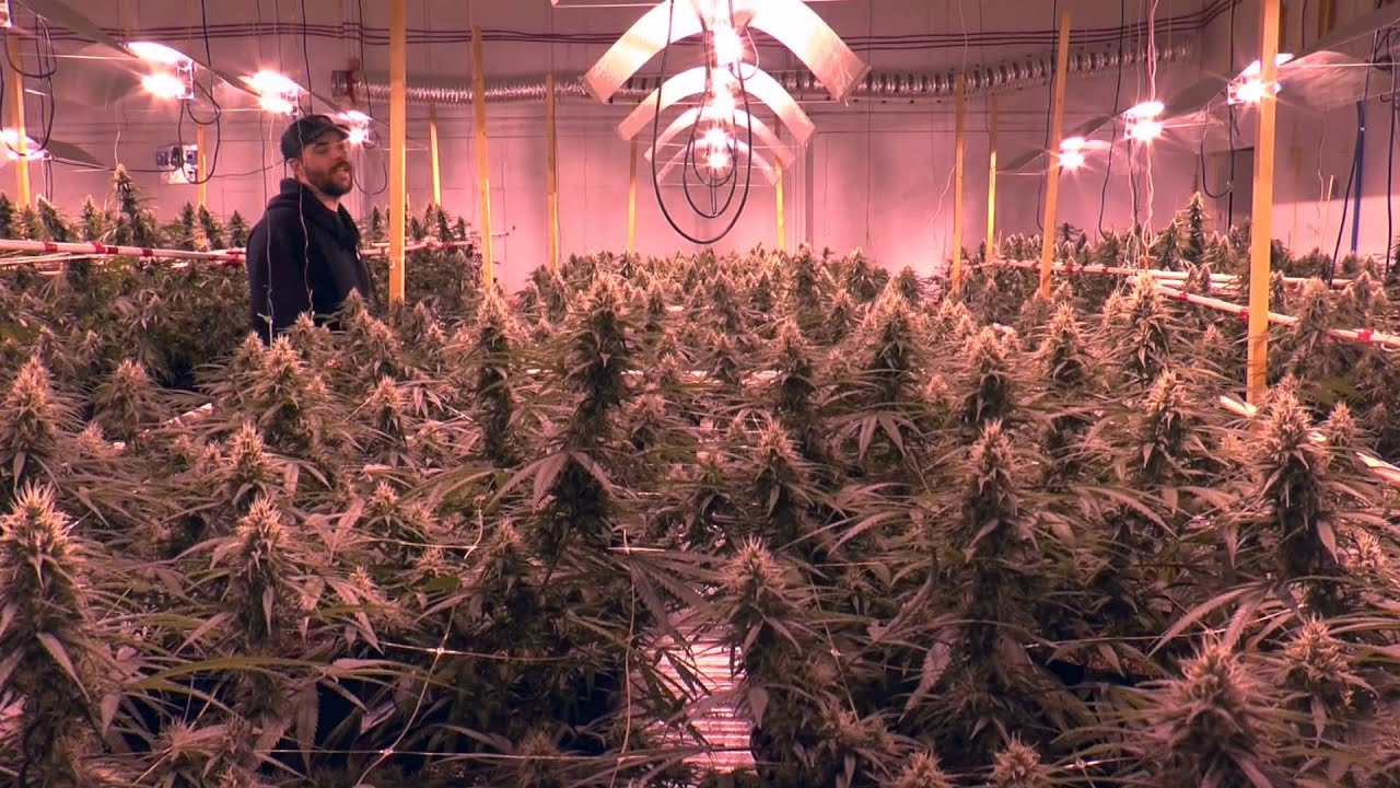 The Great Gardener Second trip part II