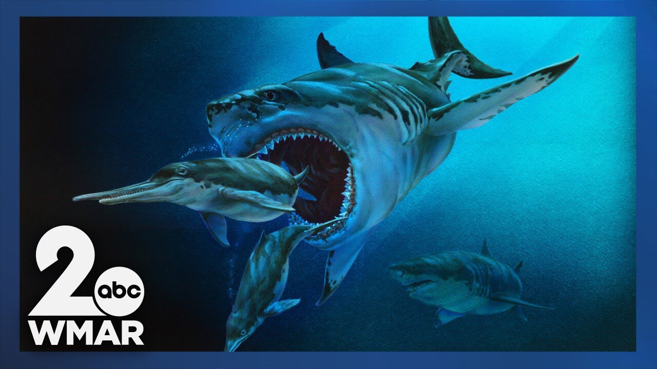 Effort underway in Annapolis to make megalodon the Maryland state shark