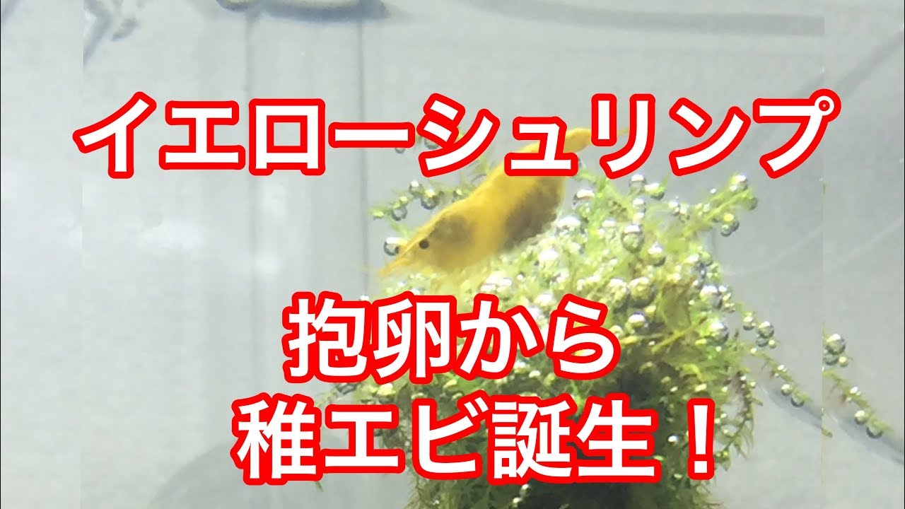 チェリーシュリンプ抱卵から稚エビ誕生！ミックスしてルリーシュリンプ？切り株レイアウト水槽