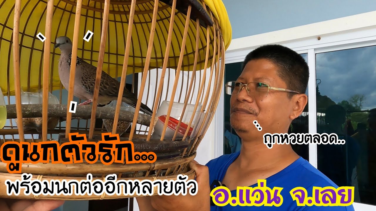 ดูนกเขาใหญ่ ตัวรัก…ถูกหวยตลอด..พร้อมดูนกที่บ้านอีกหลายตัว