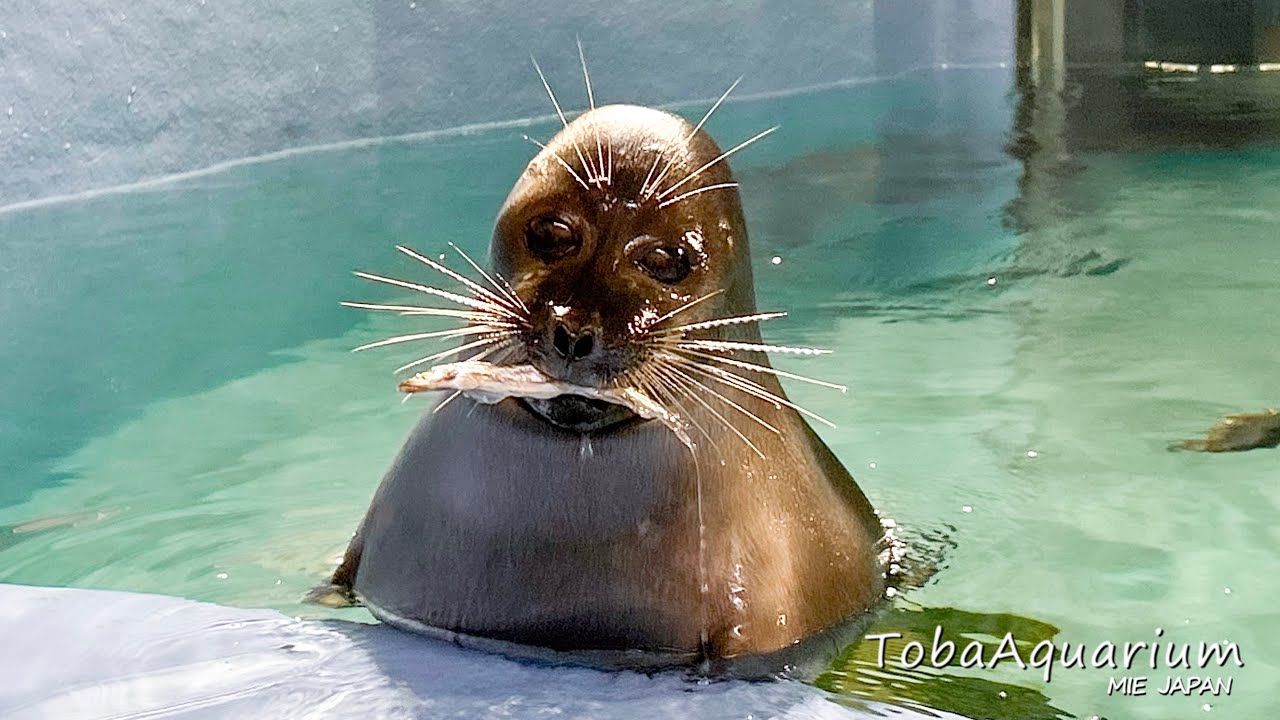 《鳥羽水族館》バイカルアザラシ「ニコ」5歳の誕生日にアイスケーキをプレゼント