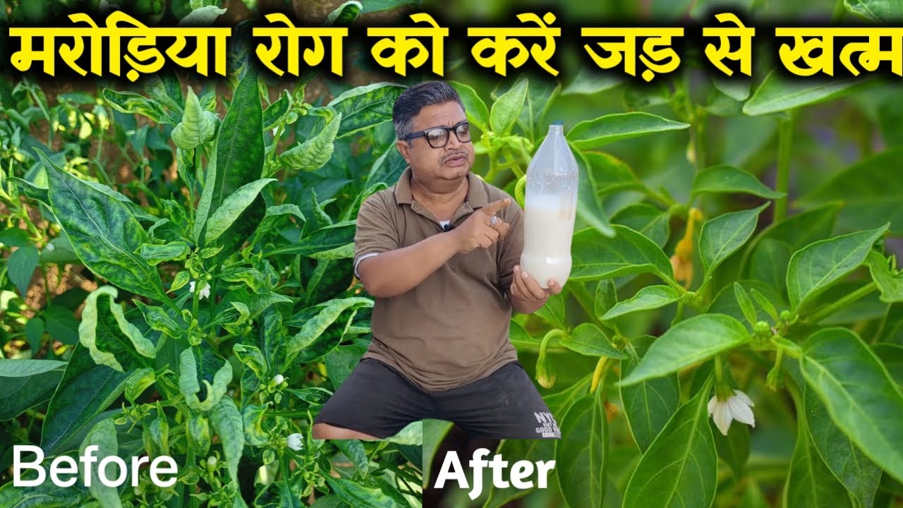 मरोड़िया रोग को करें जड़ से खत्म ,अपनाये ये नुस्का पौधा होगा नया जैसा || Leaf Curl Virus Control