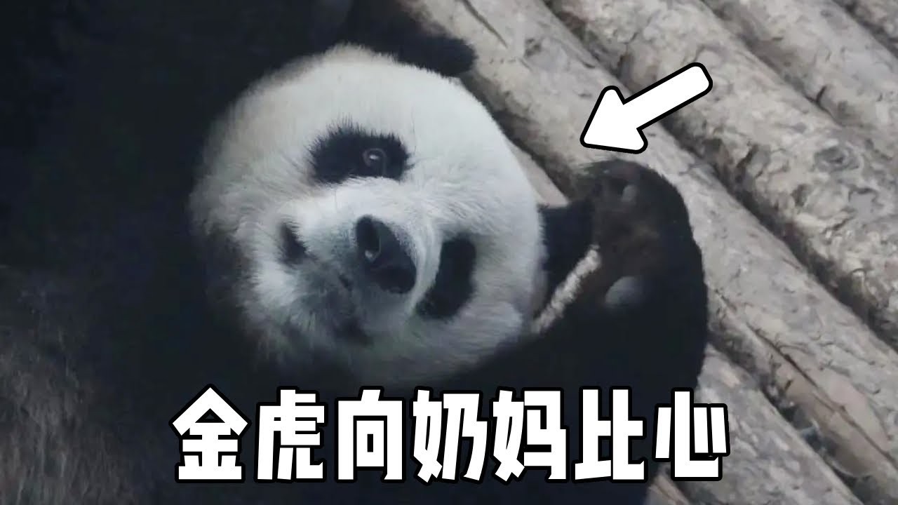 金虎与奶爸奶妈互动名场面，开心向奶妈比心，实在萌化人心！【你好大熊猫】