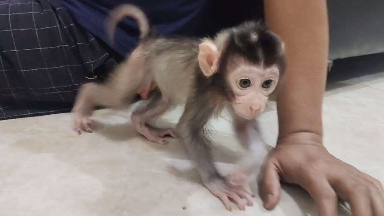 It's so funny to see the boni baby monkey exploring 🤗🤗