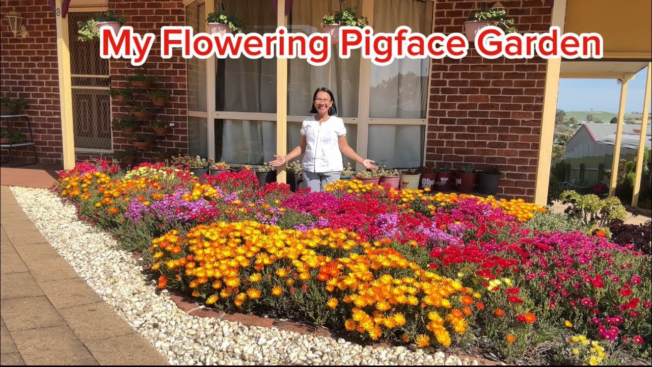 My flowering pigface garden #hobbygarden  #garden  #viralvideo  #flowers  #plants  #succulents