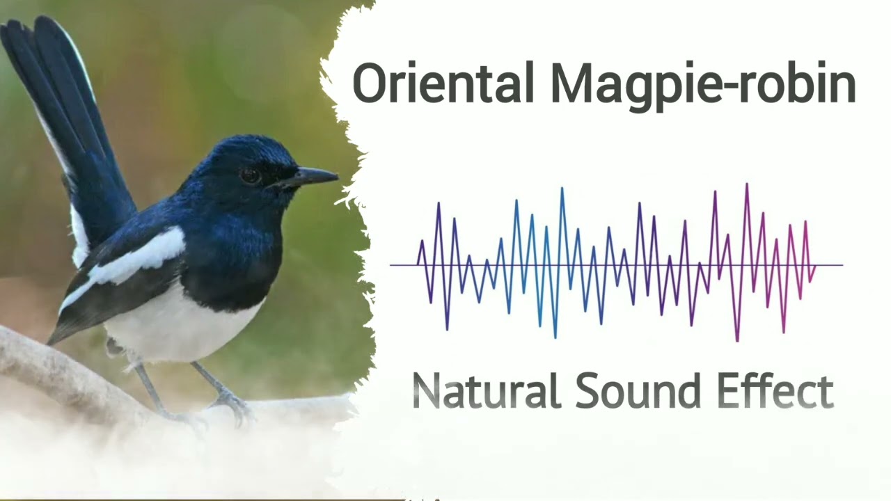 Oriental Magpie-robin | Natural Sound Effects
