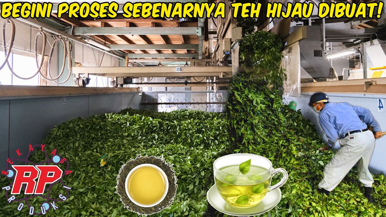 TERUNGKAP! BEGINI CARA TEH HIJAU SENCHA DIPRODUKSI DI JEPANG | DARI DAUN SEGAR HINGGA SIAP SEDUH