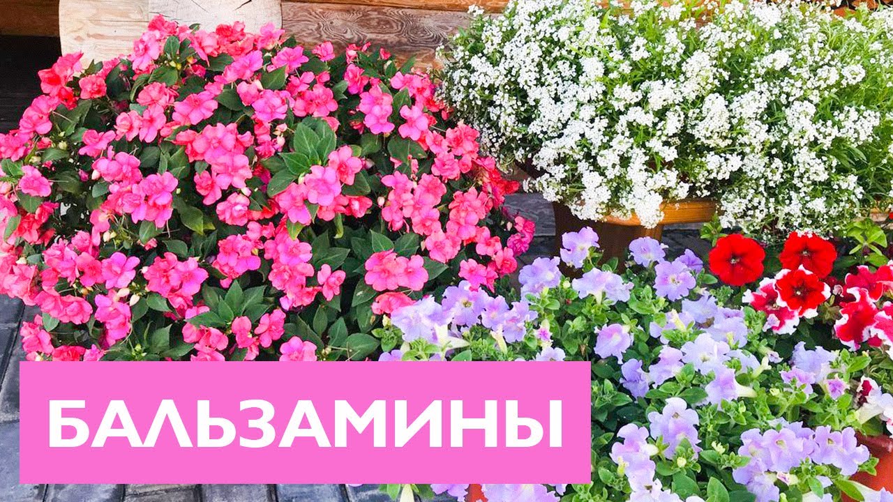 БАЛЬЗАМИНЫ! Все секреты выращивания и ухода