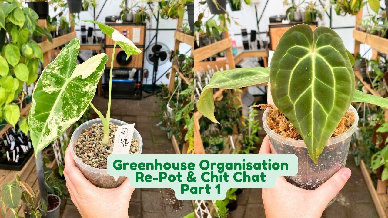 Re-Pot & Chit Chat With Me! 🌱 Shop & Personal Updates! 🌱 Greenhouse Organisation Part 1