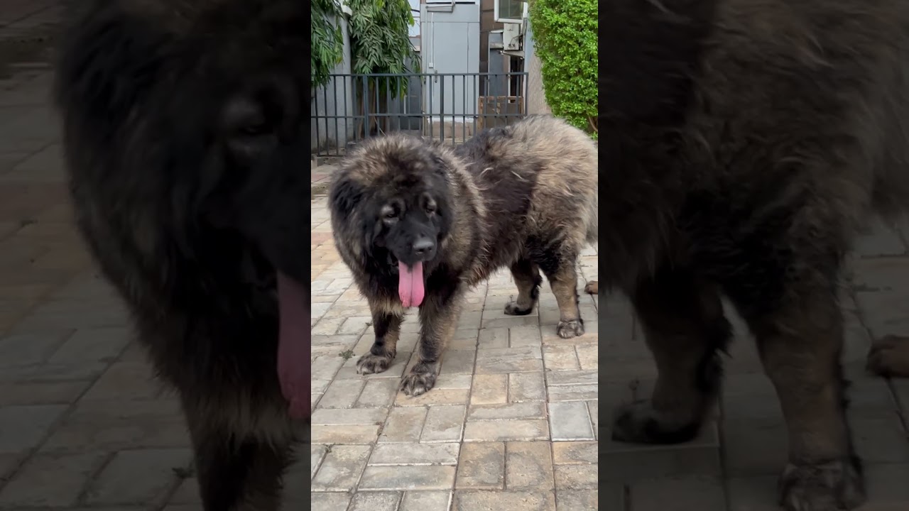 HKN Caucasians #hkn #caucasianshepherd #caucasianovcharka