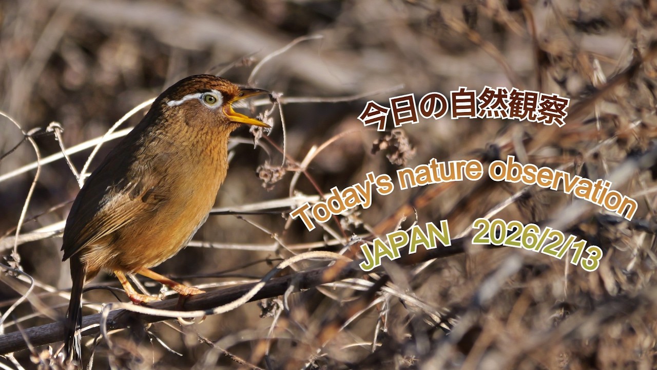 今日の自然観察　Today's nature observation　JAPAN  2026/2/13