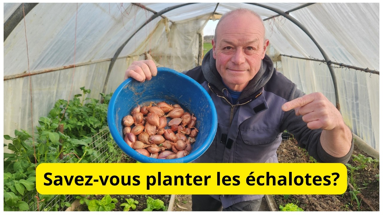 Savez-vous planter les échalotes ?