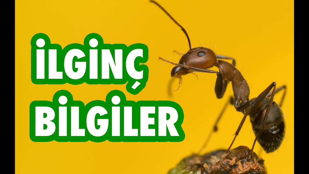 Karıncaların Olağanüstü Dünyası (İlginç Bilgiler)