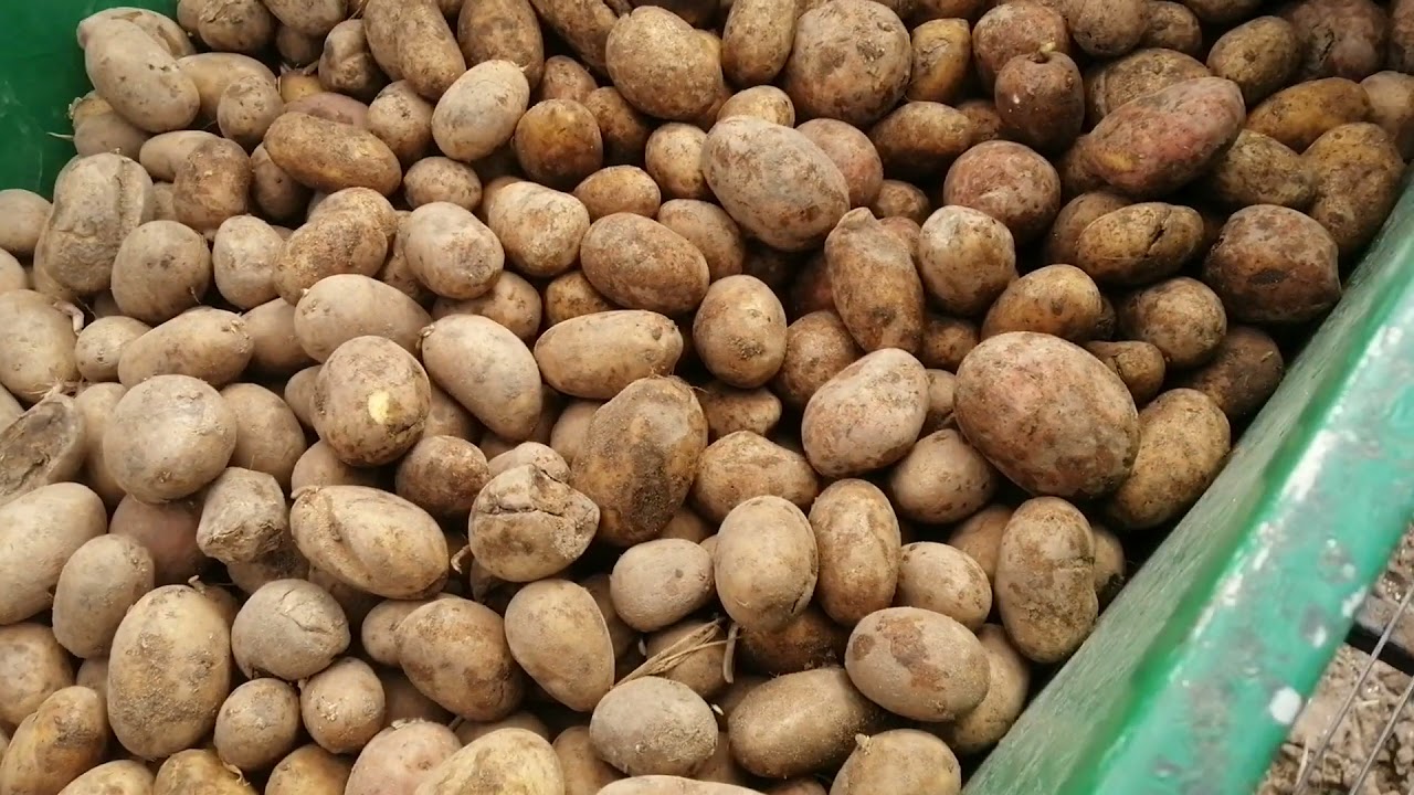 Sadenie ziemniakuf