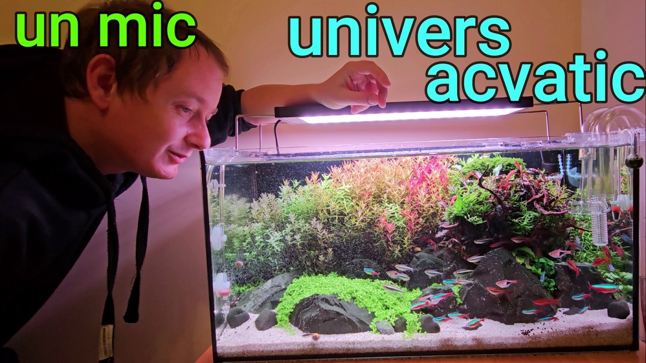 O mică lume subacvatică cu plante colorate și pești. Acvariu comunitar vesel.