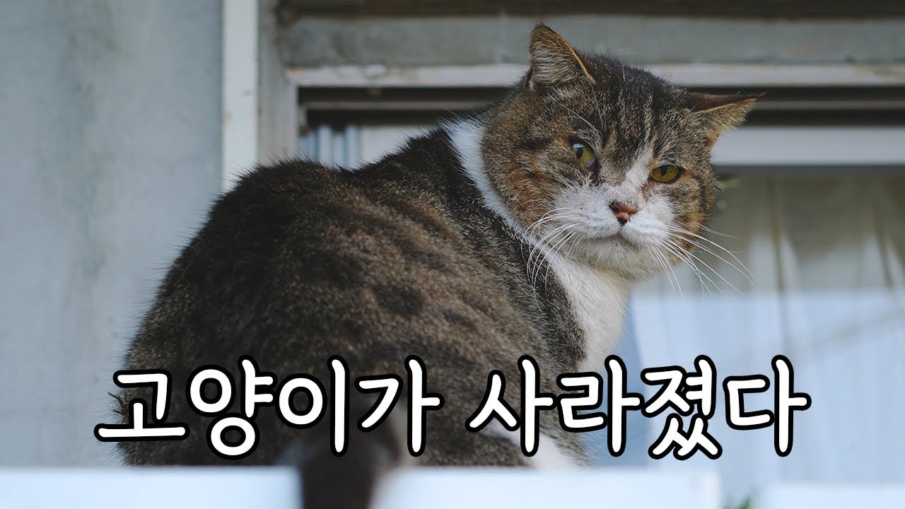 매일 찾아와 창문을 두드리던 고양이가 사라졌다.