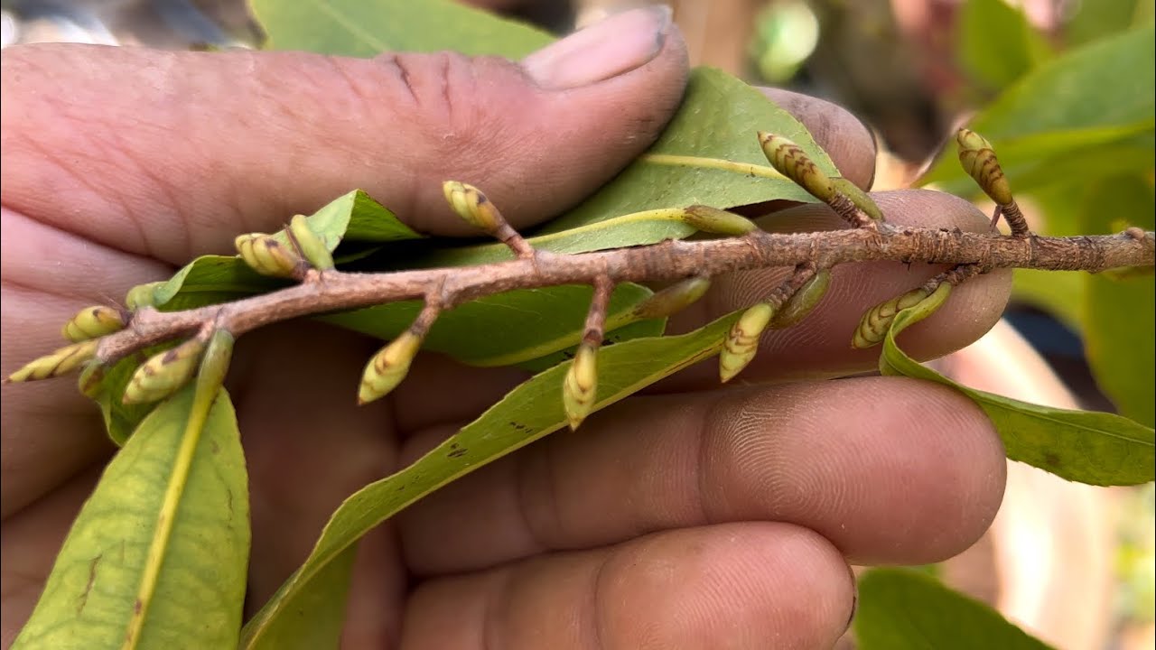 Ngày lặt lá cúc thọ hương là ngày nào cho hoa nở đúng tết