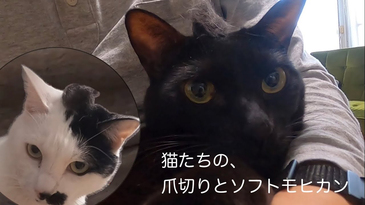 【再アップ】猫たちの爪切りとソフトモヒカン | Cat Nail Trimming Log（2026/01/11）