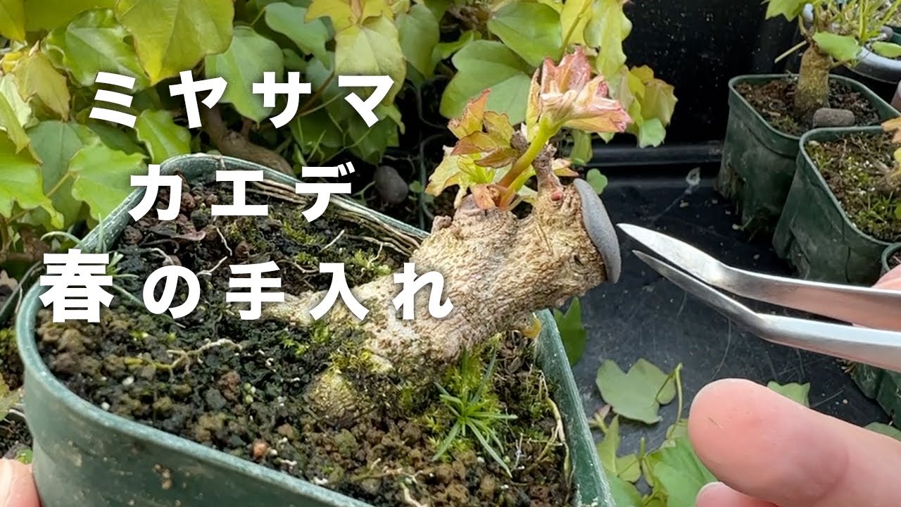 ５年前に寄せ植えをバラした宮様楓に春の手入れ #盆栽 #bonsai